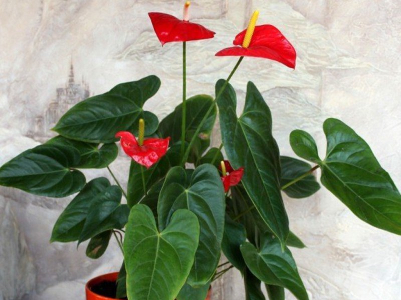 De ce s-a numit astfel floarea anthurium