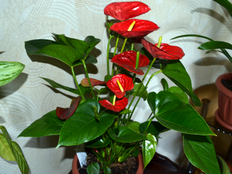 How long does anthurium bloom