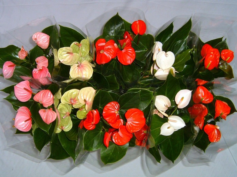 Hoe anthurium op de juiste manier water te geven