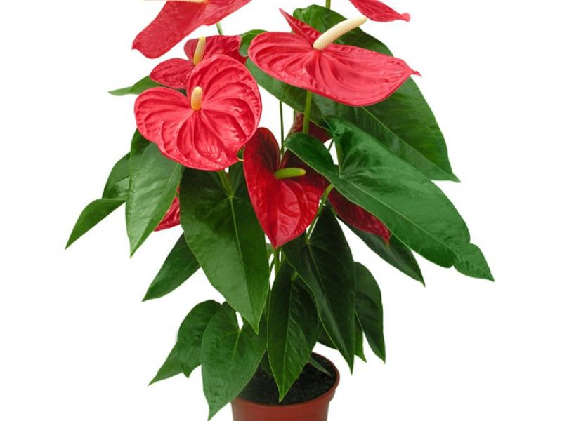 Anthurium fleur mâle