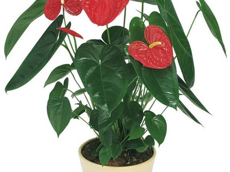 Anthurium rumah