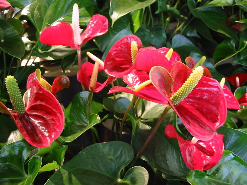 Hoe anthurium groeit