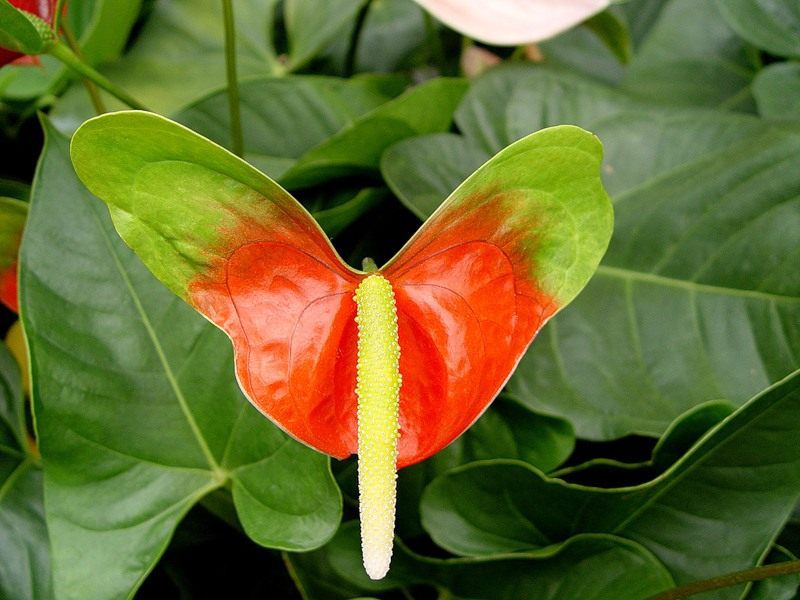 Pěstování a péče o anthurium