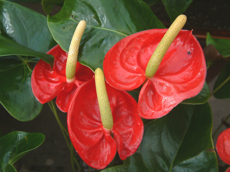 Male flower anthurium