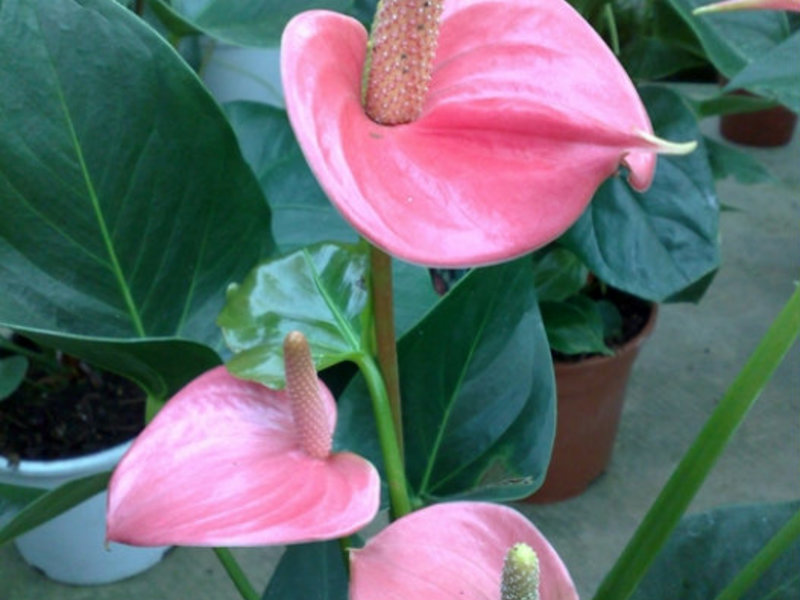 Anthurium-hoidon ominaisuudet