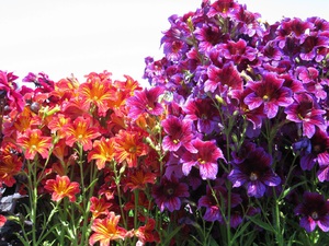 Điều kiện trồng Salpiglossis