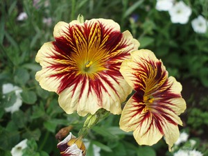 Aspect des fleurs de Salpiglossis