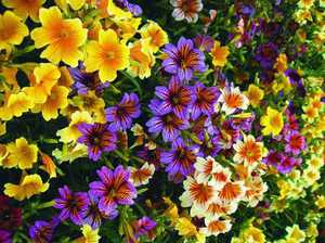 Crescere un bellissimo fiore di Salpiglossis