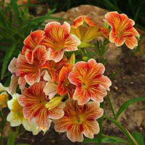 Bouquet de fleurs décoratives Salpiglossis