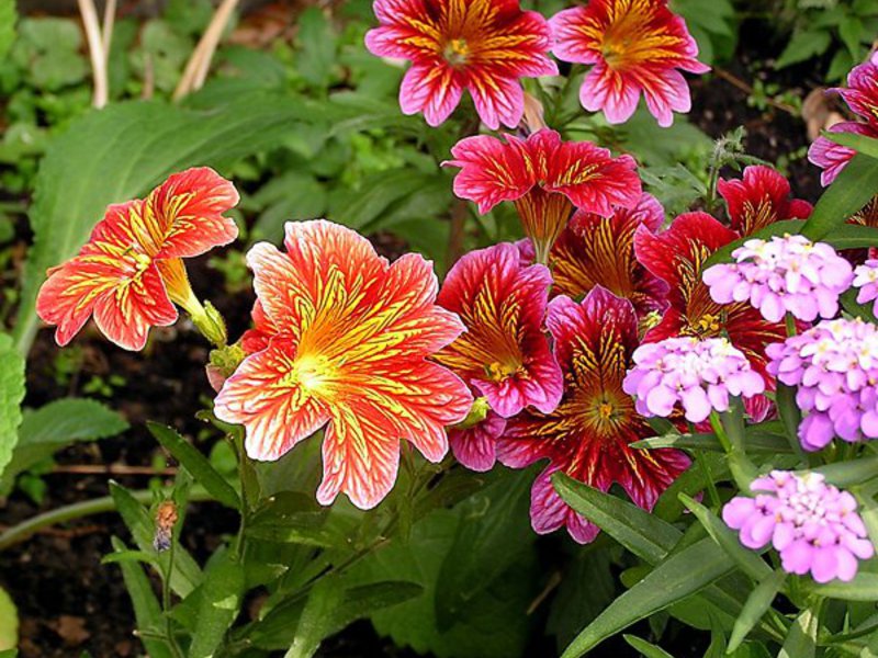 Cara merawat Salpiglossis