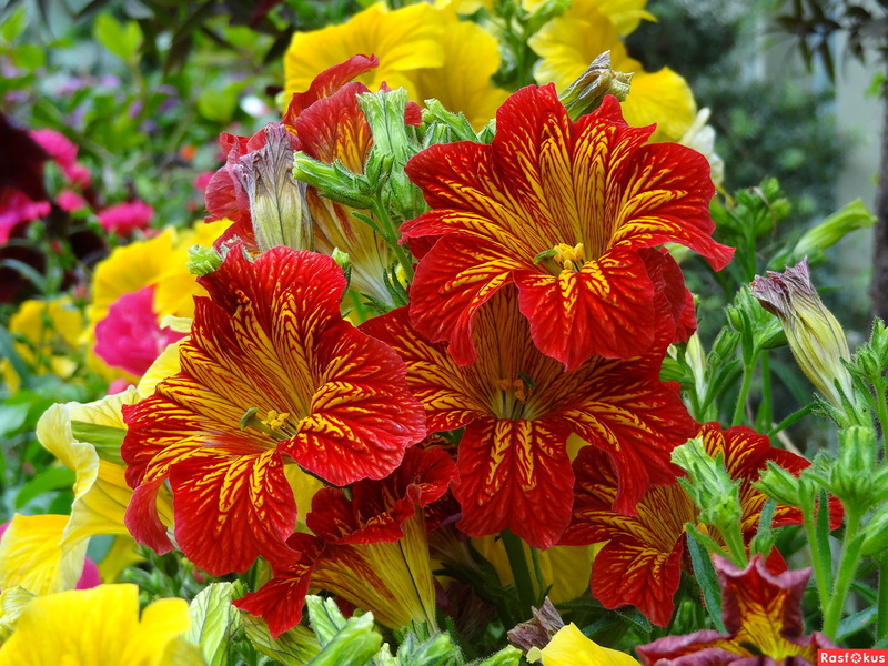 Variétés de fleur de Salpiglossis