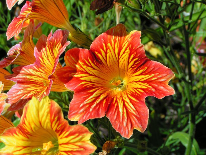 Cách cấy ghép Salpiglossis