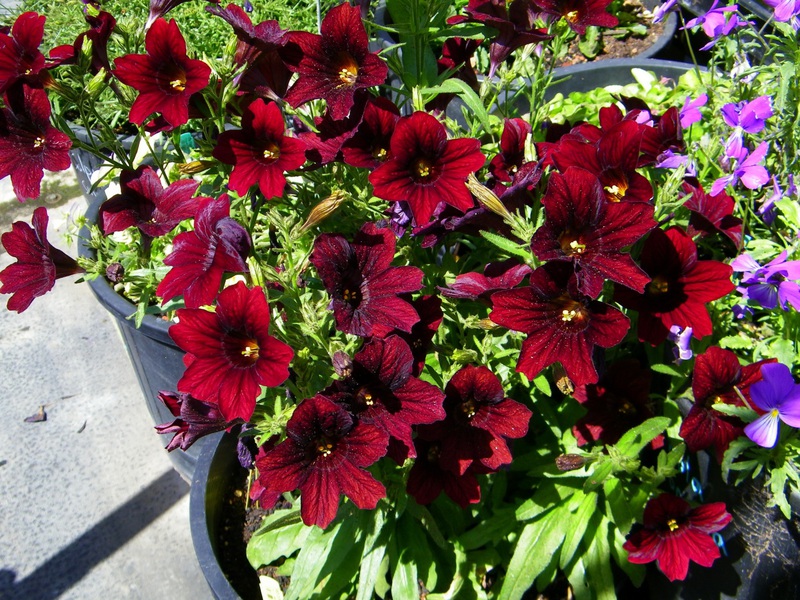 Powielanie Salpiglossis