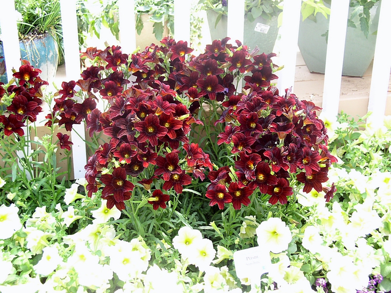 Pflanzen und Verlassen der Salpiglossis-Blume