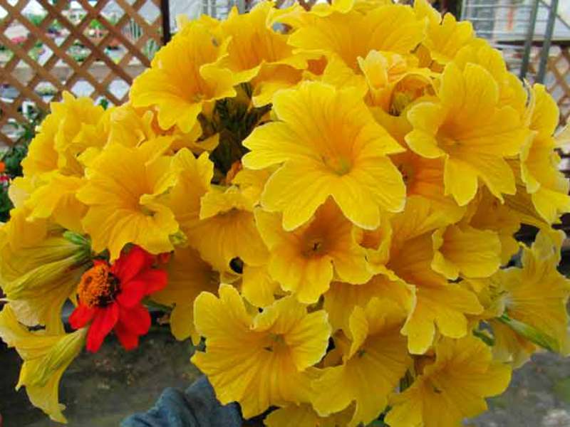 Salpiglossis und seine Pflege