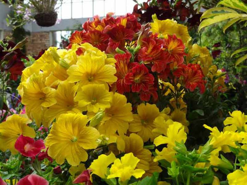 Qual é a aparência da flor Salpiglossis?