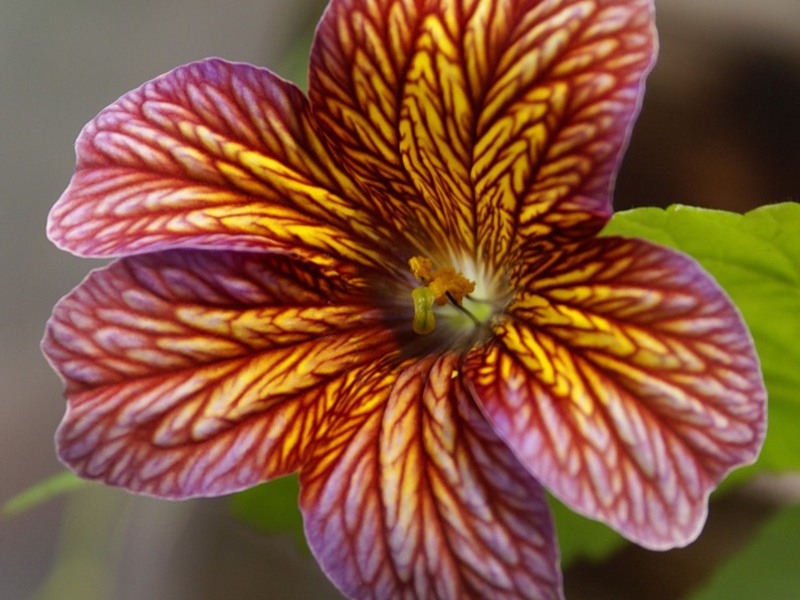 Soorten Salpiglossis-bloem