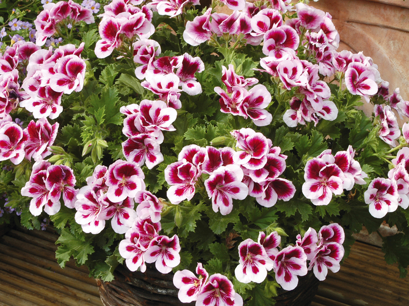 Soorten koninklijke geranium