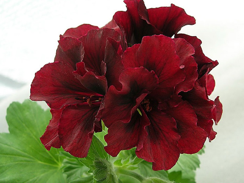 Pelargonium variedade royal Romeo