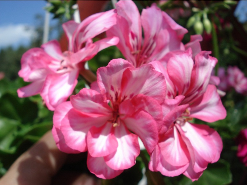 Vista del fiore di pelargonium della varietà Royal Carme