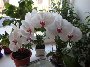 Com fer créixer una orquídia a casa