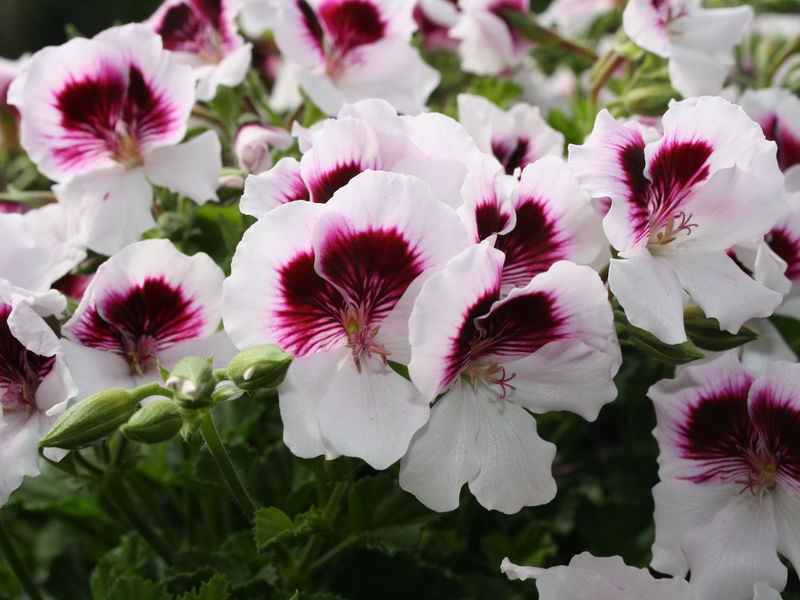 Flores Pelargonium da variedade Royal Angel