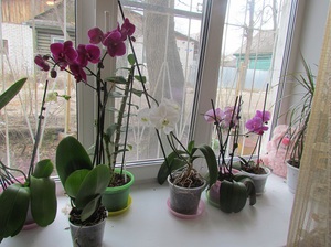 Düngemittel für Orchideen