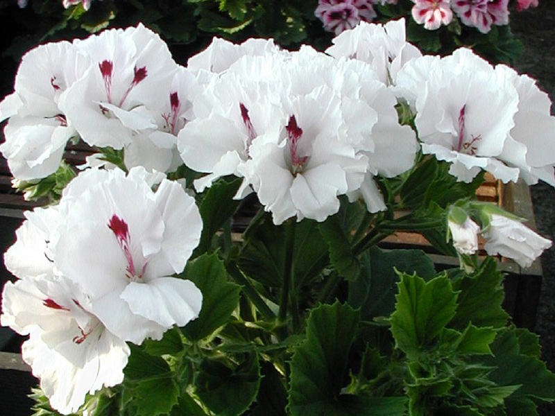 Art der Blüten der königlichen Pelargonium-Sorten Mona Liza