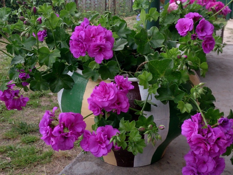 Beschrijving van de hybride variëteit van koninklijke pelargonium