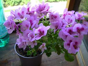 Kenmerken van Royal Pelargonium