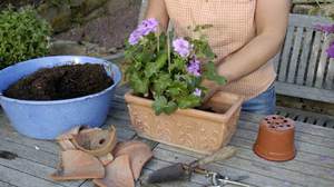 Regler for omsorg for kongelig pelargonium hjemme