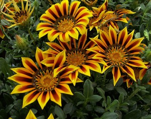 Usando gazania