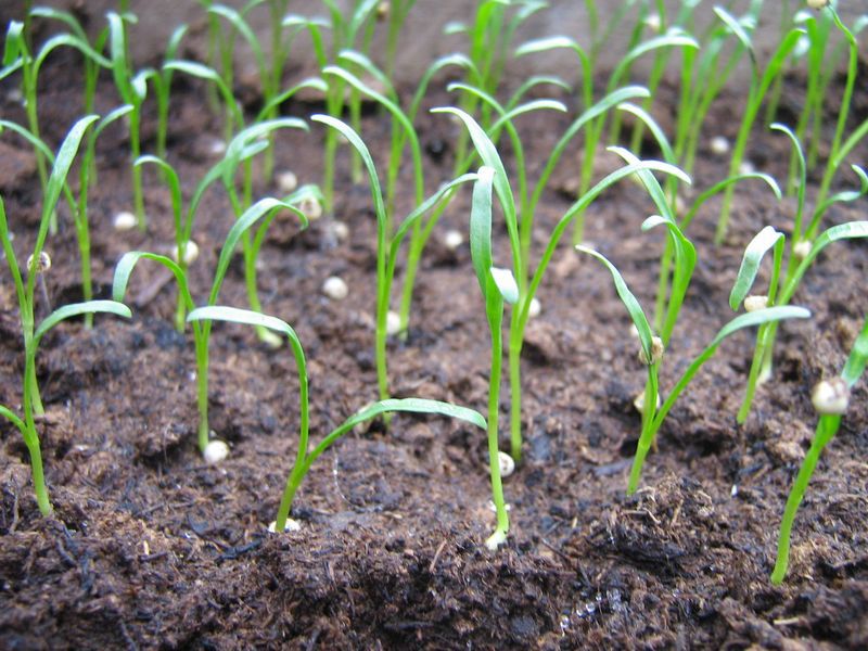 Como plantar gatsaniya corretamente