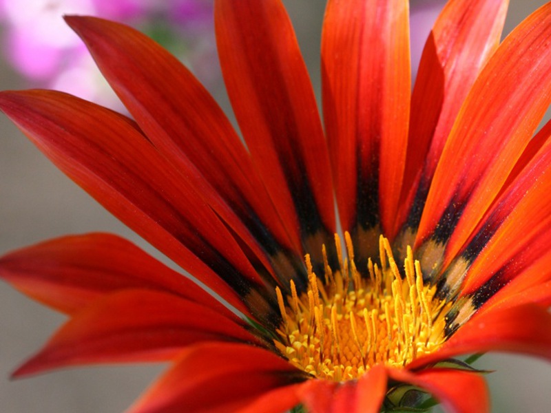 Bonica flor de gatsaniya