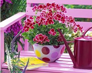 Kenmerken van het water geven van koninklijke pelargonium thuis