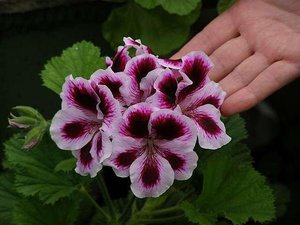 Die Nuancen der Pflege der königlichen Pelargonie im Schlaf