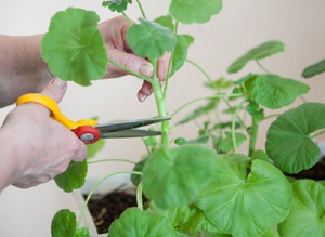 Tapoja leikata kuninkaallinen pelargonium