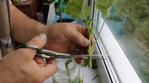 Beschrijving van de methode voor het vermeerderen van pelargonium door stekken thuis