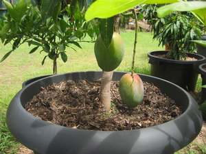 Aan welke voorwaarden houdt mango