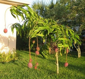 Cómo cultivar mango en casa