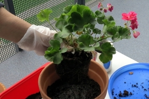 Features of transplanting royal geranium at home