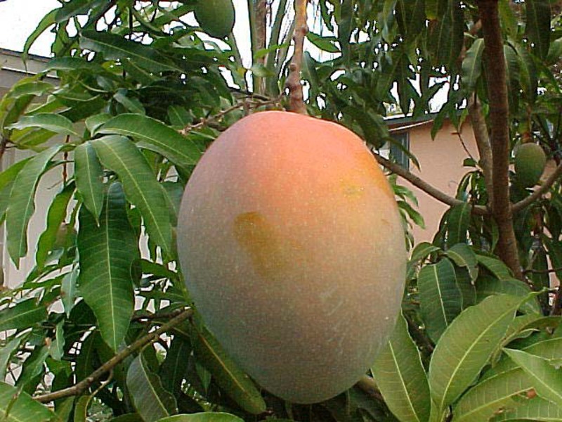 Mango, išaugintas bute