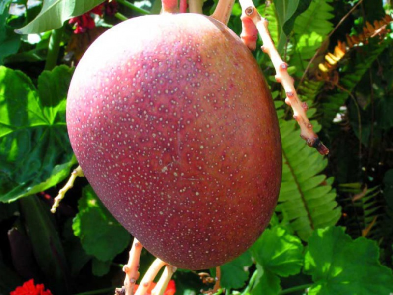 Mango fruit