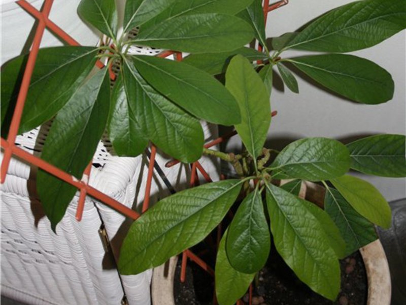 Cultivo de mangos en la casa.