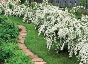 Arbustos perenes para o jardim e horta: nomes, período de floração