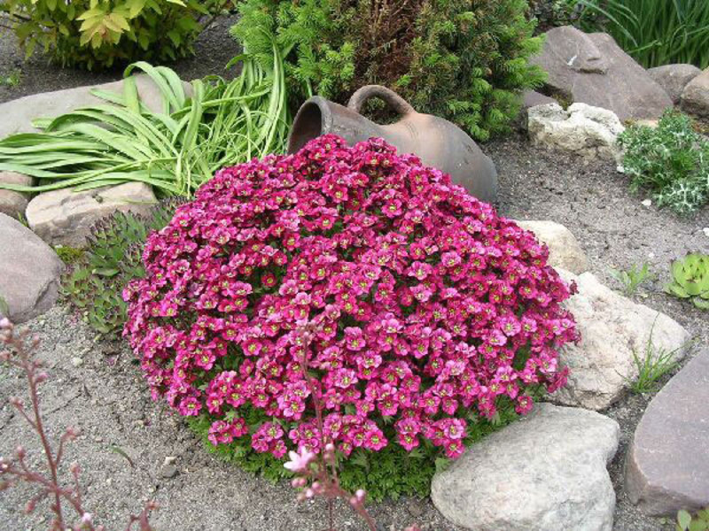 Welke bloemen zijn geschikt voor de tuin