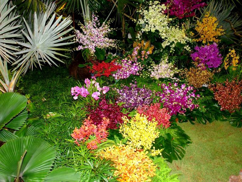 Variedades de flores para uma residência de verão