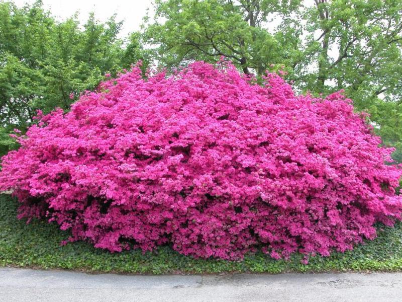 Vaste planten in de tuin