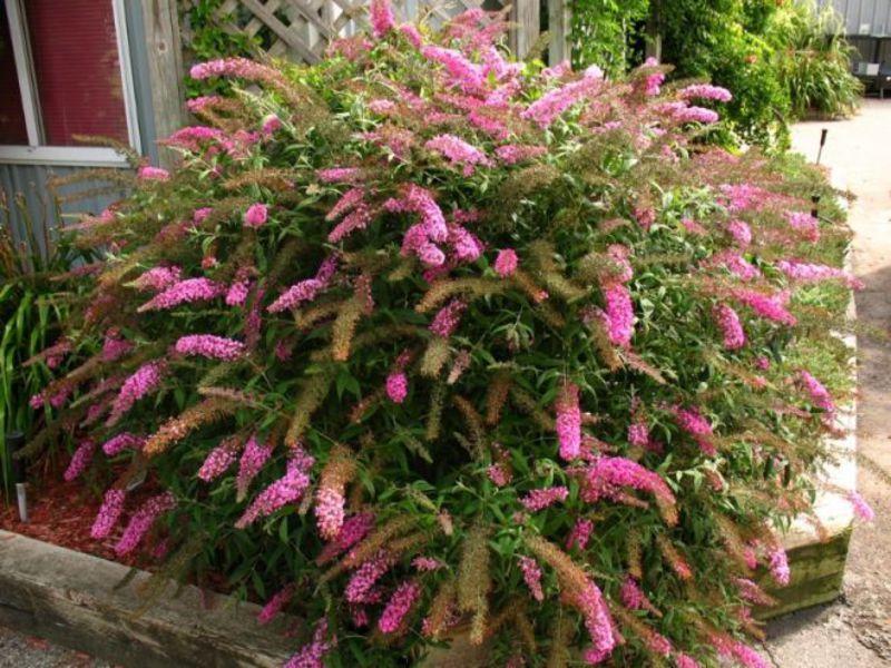 Pour les amoureux des fleurs de jardin