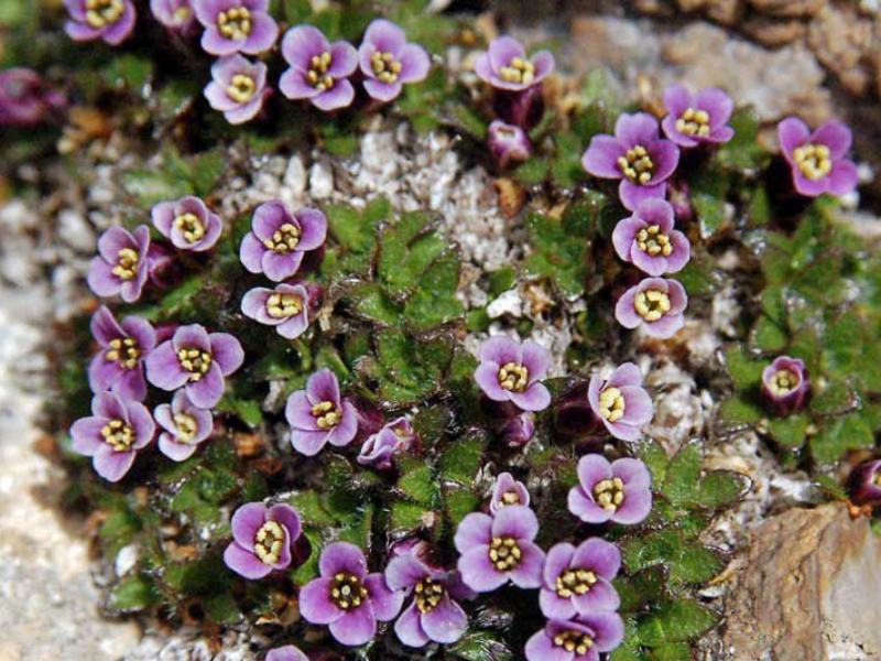 Flerårige blomsternavne